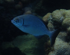 Kyphosus sectatrix