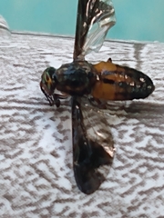 Chrysops moechus