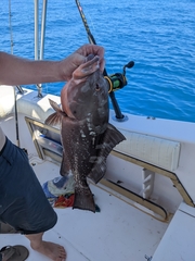 Epinephelus morio