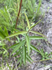 Solidago odora odora