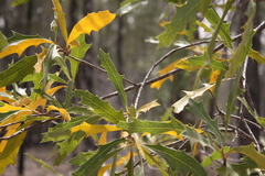 Xylomelum cunninghamianum