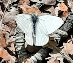 Pieris marginalis