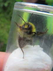 Bombus jonellus