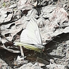Pieris marginalis