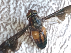 Chrysops moechus