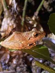 Pristimantis lanthanites