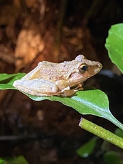 Pristimantis lanthanites