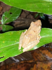 Pristimantis lanthanites
