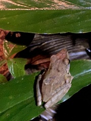 Pristimantis lanthanites