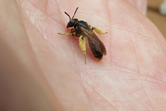 Andrena integra
