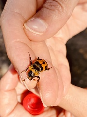 Nicrophorus vestigator