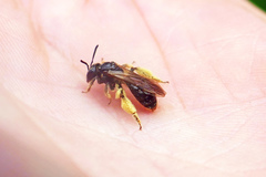 Andrena integra