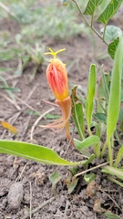 Oenothera howardii