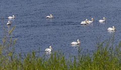Pelecanus erythrorhynchos