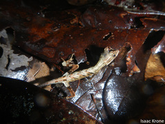 Anolis tandai