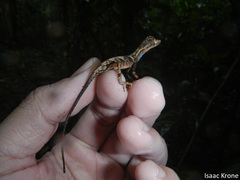 Anolis tandai