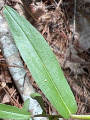 Solidago odora odora