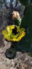 Bombus sonorus