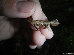 Anolis tandai