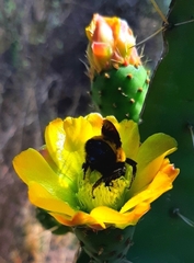 Bombus sonorus