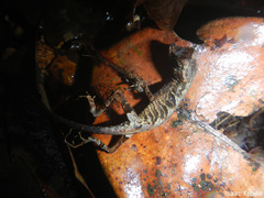 Anolis tandai