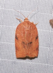 Choristoneura obsoletana