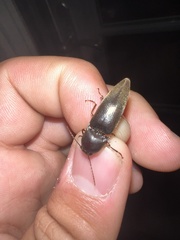 Diplostethus opacicollis