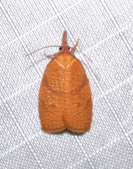 Cenopis directana