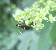 Adela australis