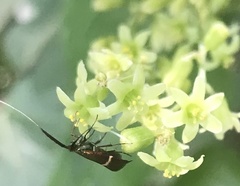 Adela australis
