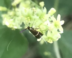 Adela australis
