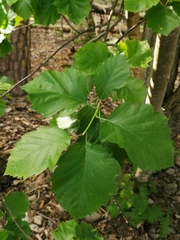 Karpatiosorbus latifolia