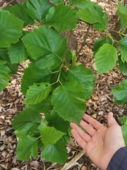 Karpatiosorbus latifolia