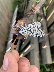 Hypercompe scribonia