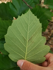 Karpatiosorbus latifolia