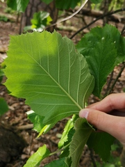 Karpatiosorbus latifolia