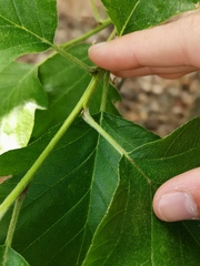 Karpatiosorbus latifolia