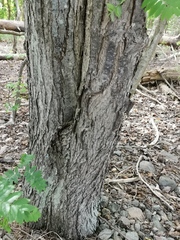 Karpatiosorbus latifolia