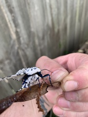 Hypercompe scribonia