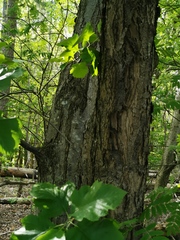 Karpatiosorbus latifolia