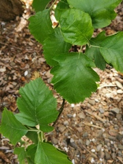 Karpatiosorbus latifolia