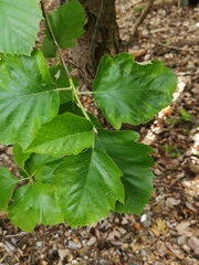 Karpatiosorbus latifolia