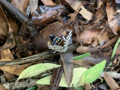 Hypercompe scribonia