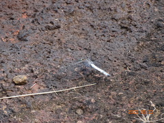 Chalcostephia flavifrons