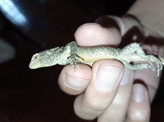 Sceloporus grammicus