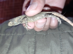 Sceloporus grammicus