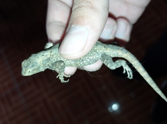 Sceloporus grammicus