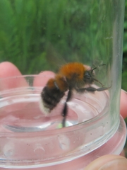 Bombus hypnorum