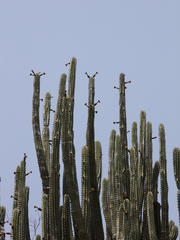 Stenocereus quevedonis