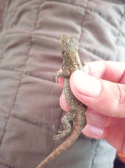 Sceloporus grammicus